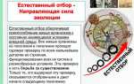 Где программа естественный отбор
