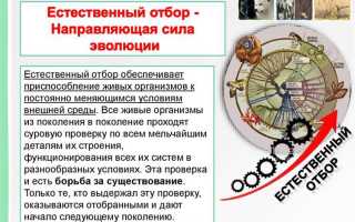 Где программа естественный отбор