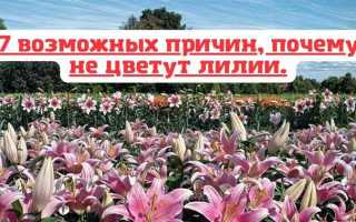 Почему не распускаются лилии в вазе