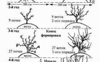 Как разделить дерево в расте
