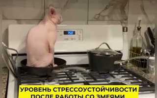 Кто кот ток решение разъяснение