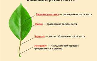 Лист вертикально это как выглядит