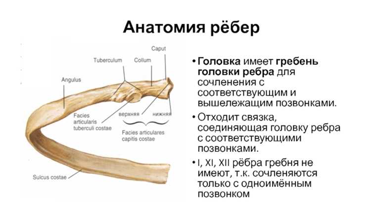 Как представляется граф в виде списка смежности
