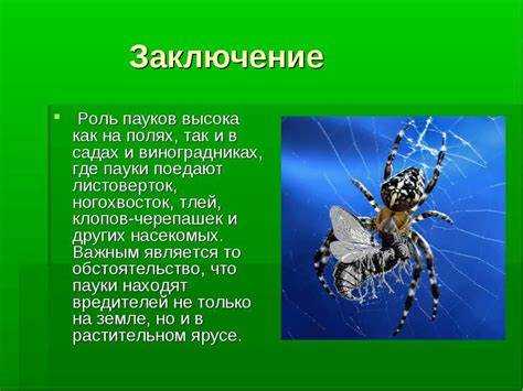Как интерпретировать появление паука в сновидениях