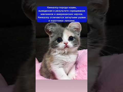 Как тематика гуро связана с японской культурой и медиа
