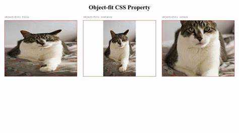 Object fit в CSS: применение и примеры использования