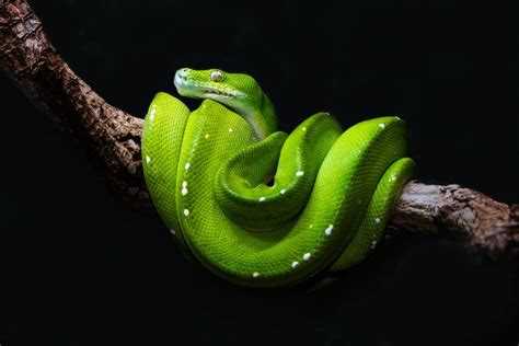 Использование Python в научных исследованиях и обработке больших данных