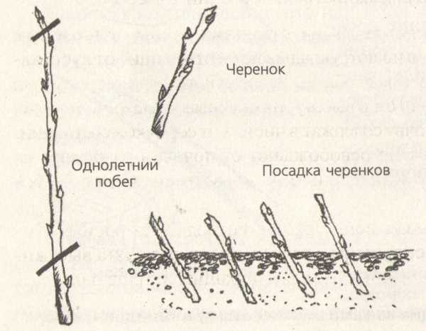 Использование мутабельных ссылок для манипуляции деревом