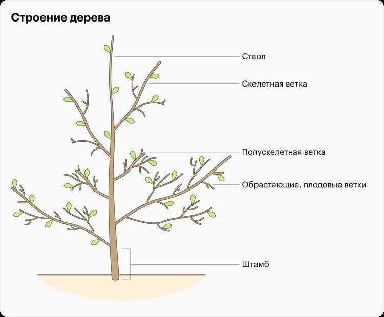 Использование метода split в стандартной библиотеке