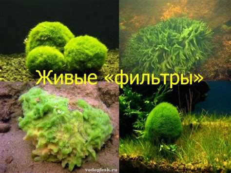 Ошибки отображения и способы их устранения