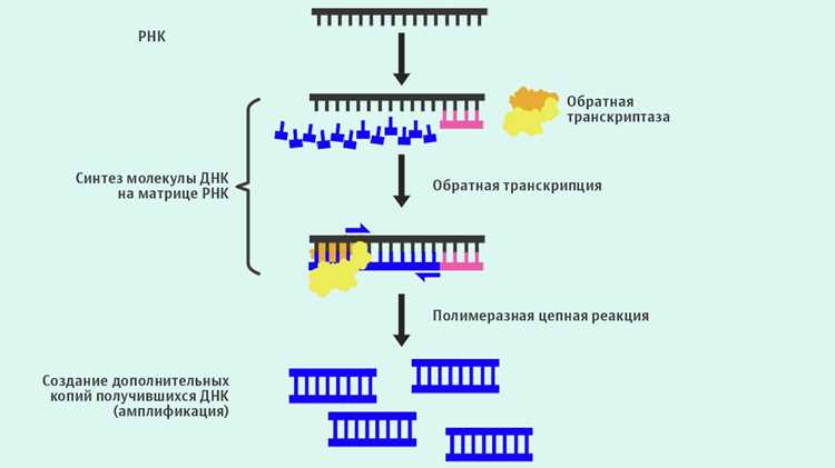 Ошибки персонала как причина искажения результатов ПЦР