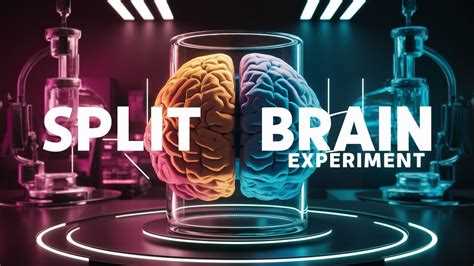 Какие поведенческие реакции указывают на split brain в быту