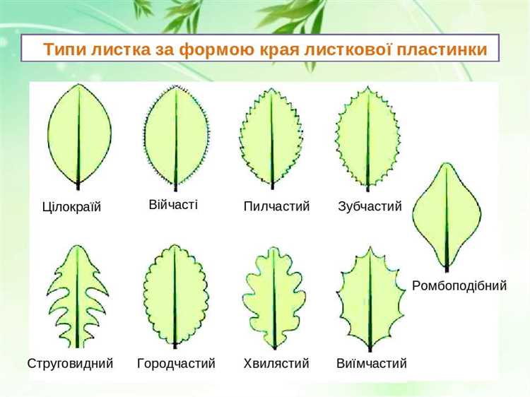Цветовые нюансы и текстура поверхности