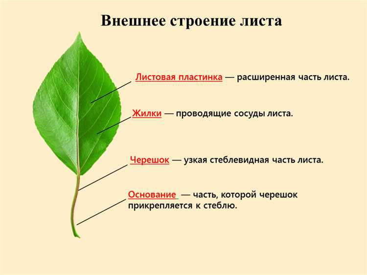 Лист вертикально это как выглядит Лист вертикально это как выглядит